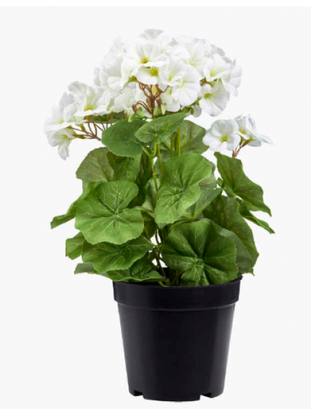 Декоративное растение в пластиковом горшке 35 см белая герань