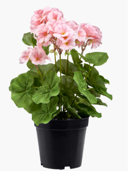 Декоративное растение в пластиковом горшке 35 см розовая пеларгония 