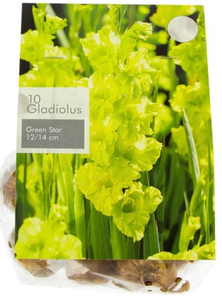 Луковицы цветка гладиолус Grandiflorus Green 10шт зеленые